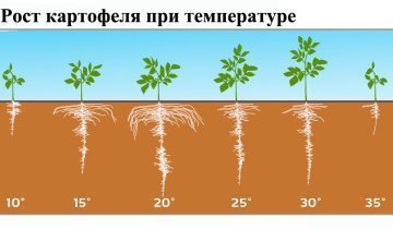 Pregătirea solului pentru cartofi și cartofi pentru plantare nu este deloc complicată