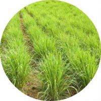 Hasznos tulajdonságai citromfű (citromfű, citronella) (citromsav) Hasznos tulajdonságai citromfű (citromfű, citronella)