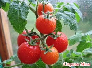 Полив і підгодівля томатів