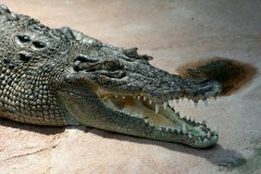 Sexul crocodililor și țestoaselor depinde de temperatură, cum ar fi