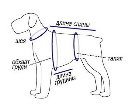 Un set complet de haine pentru un câine cu modele, câinii mei