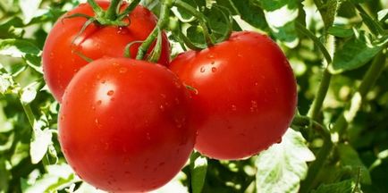 Tomato - fructe sau legume