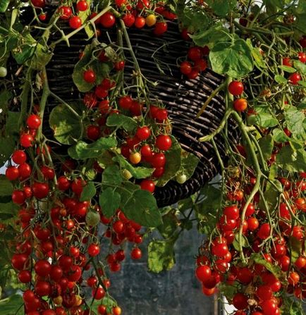 Cherry paradicsom, üvegházban, hogyan növekszik az édes fajták