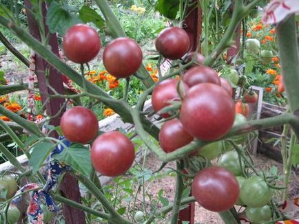 Чери домати в оранжерия как да растат сладки сортове