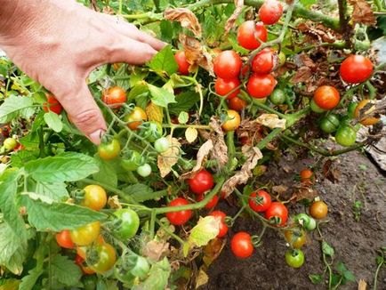 Cherry roșii în seră cum să crească soiuri dulci