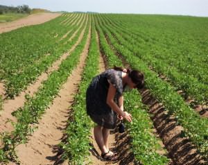 Plantarea cartofilor video, agent de origine