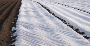 Посадка картоплі відео, садоводство24