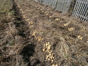 Plantarea cartofilor video, grădinărit24
