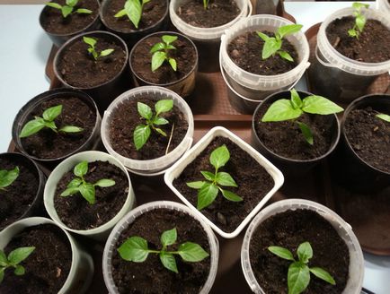 Посадка перцю на розсаду секрети вирощування корисного овоча