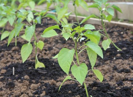 Ültetés paprika palánták nőnek titkok hasznos zöldség