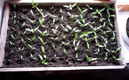 Plantarea piperului pe răsaduri secrete de cultivare a unei legume sănătoase