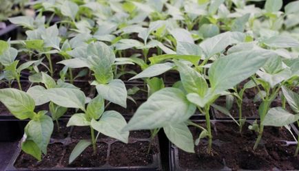 Plantarea piperului pe răsaduri secrete de cultivare a unei legume sănătoase
