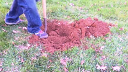 Plantarea de prune în toamnă pe teren deschis