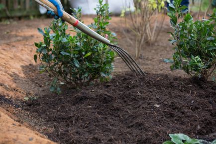 Plantarea de prune în toamnă pe teren deschis