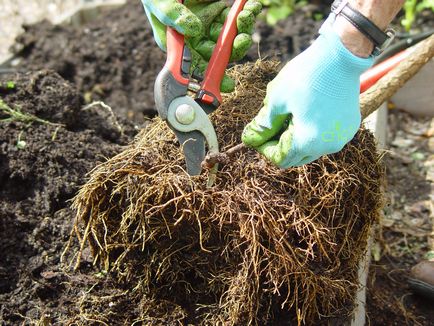 Plantarea de prune în toamnă pe teren deschis