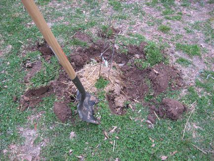 Plantarea de prune în toamnă pe teren deschis