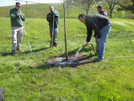 Plantarea de prune în toamnă pe teren deschis