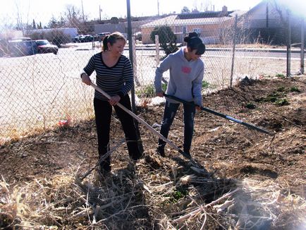 Plantarea de prune în toamnă pe teren deschis