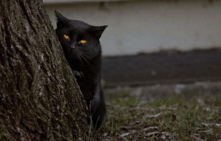 Чи правда, що коти і кішки бачать привидів