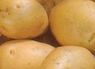 Reguli pentru cultivarea cartofilor din soiul Cenușăreasa f1