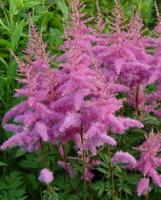 Megfelelő gondoskodás a Astilbe (Astilba hoz nagy) Megfelelő gondoskodás a Astilbe