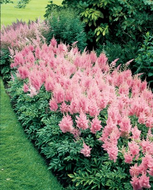 Megfelelő gondoskodás a Astilbe (Astilbe) Megfelelő gondoskodás a Astilbe