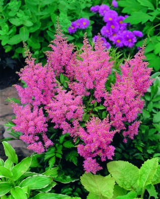 Megfelelő gondoskodás a Astilbe (kőtörőfű hellebore liliom Salamon pecsét) Megfelelő gondoskodás a Astilbe