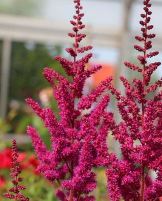 Megfelelő gondoskodás a Astilbe (kőtörőfű hunyor gyöngyvirág) Megfelelő gondoskodás a Astilbe