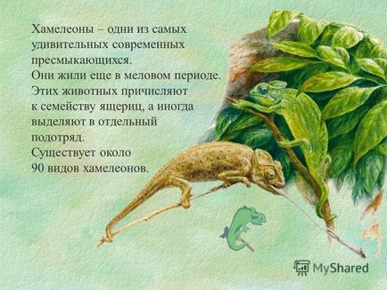 Prezentarea unor informații interesante despre chameleoni