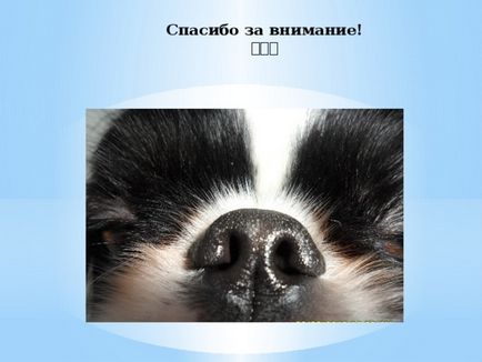 Проект - наші домашні улюбленці - початкові класи, презентації