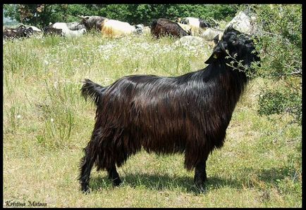 Vezi subiect - aboriginal goat breed califera longhaired