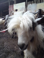 Vezi subiect - aboriginal goat breed califera longhaired