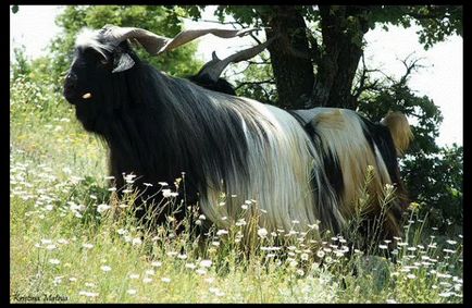 Перегляд теми - аборигенна порода кіз Болгарії калоферская довгошерста