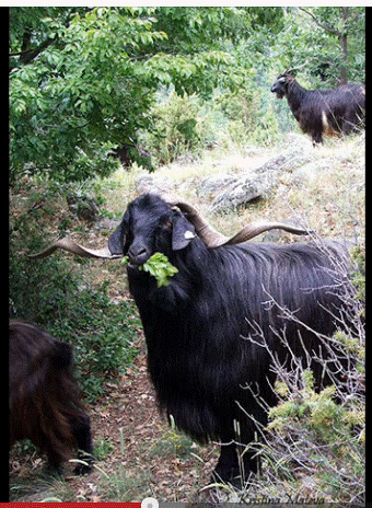 Vezi subiect - aboriginal goat breed califera longhaired