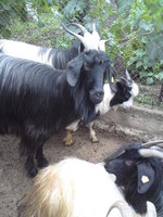 Vezi subiect - aboriginal goat breed califera longhaired