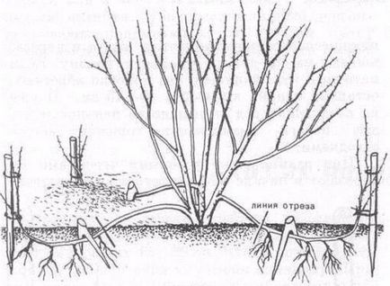 Physocarpus fajták, ültetés, tenyésztés, gondozás