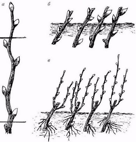 Physocarpus fajták, ültetés, tenyésztés, gondozás