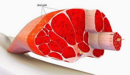 Lacrimile de tendoane și fascia, revista de articole medicale 