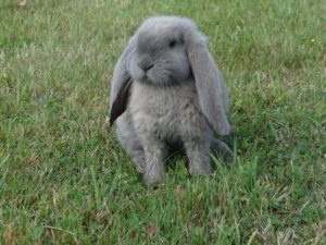 Розведення кролів як стати успішним і досвідченим кролівників