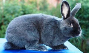 Розведення кролів як стати успішним і досвідченим кролівників