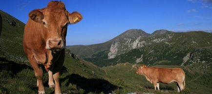 Régió Limousin (Limousin), Franciaország - mit kell látni Limoges környékén (régió) Régió Limousin (Limousin), Franciaország - mit kell látni Limoges környékén
