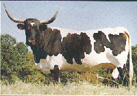 Ресурси Північної Америки лонгхорни - дикі корови - ресурси - каталог статей