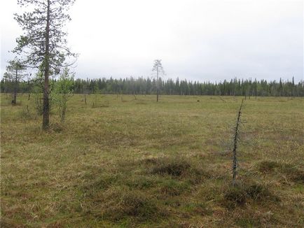 Horgászat, vadászat, túrázás a földön Arhangelszk - Téma megtekintése - tuchkinskaya közúti