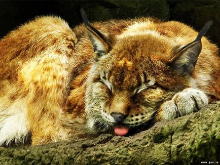 Lynx, Bobcat kanadai (felis lynx) spanyol hiúz, lábnyom, hiúz mozgását sovány vadász