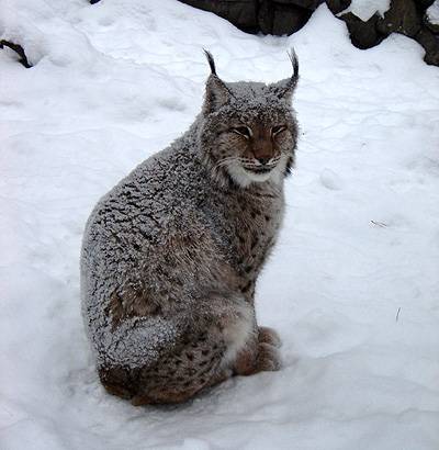 Lynx, Bobcat kanadai (felis lynx) spanyol hiúz, lábnyom, hiúz mozgását sovány vadász