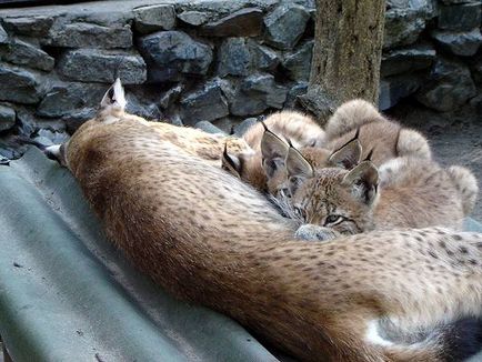 Lynx, râs canadian (felis lynx) râs spaniol, traseu, mișcări de râs, corp slab, vânător,