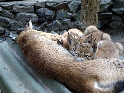 Lynx, Bobcat kanadai (felis lynx) spanyol hiúz, lábnyom, hiúz mozgását sovány vadász