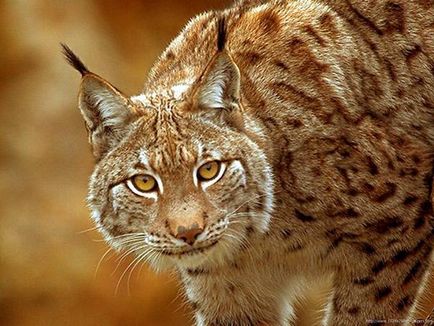 Lynx, Bobcat kanadai (felis lynx) spanyol hiúz, lábnyom, hiúz mozgását sovány vadász