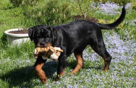 Rottweiler - câine - stil de viață