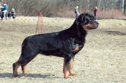 Rottweiler - câine - stil de viață